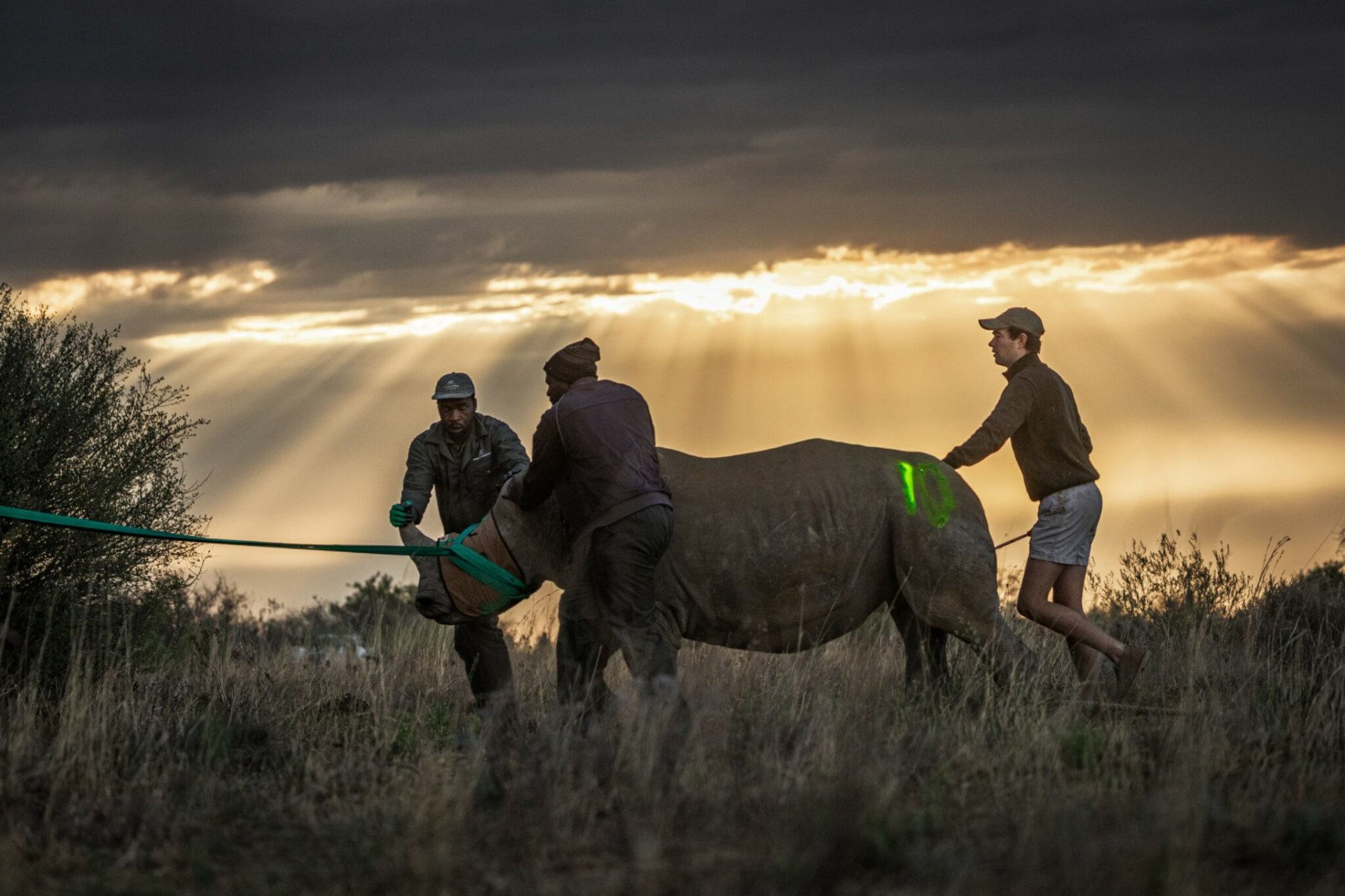 Rhino captured at sunrise