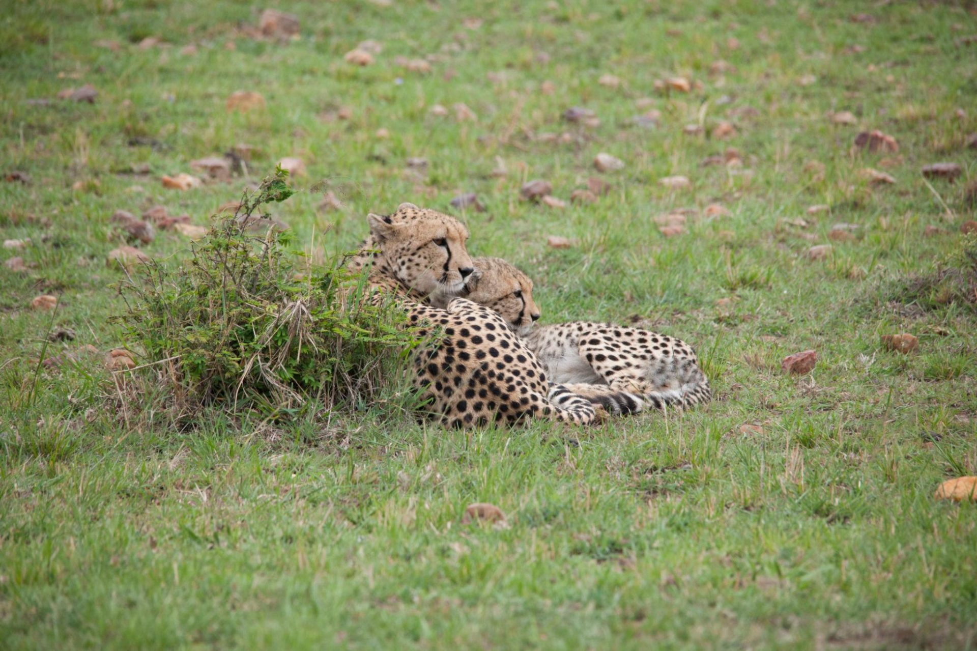 Cheetahs resting in the savannah